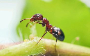 蚂蚁数学教案5篇