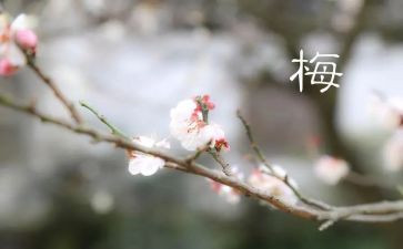 张桂梅先进事迹心得体会参考6篇