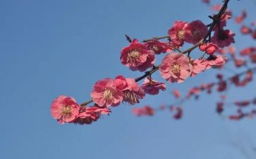 张桂梅老师的事迹心得体会8篇