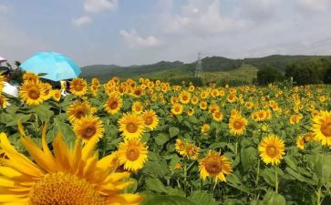 大班青花瓷美术教案8篇