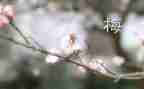 张桂梅先进事迹心得体会参考6篇