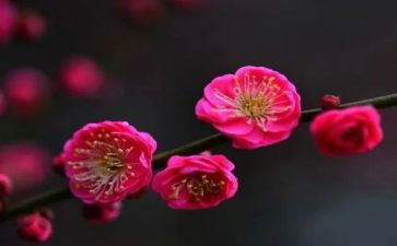植物梅花作文8篇