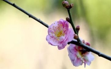 梅花的作文400字作文5篇