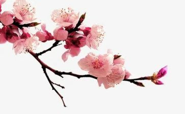 梅花诗读后感模板6篇