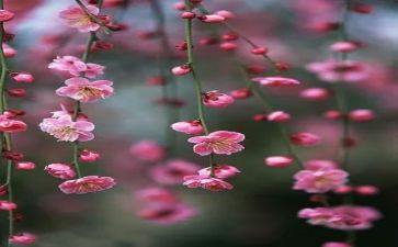 梅花读后感200字6篇