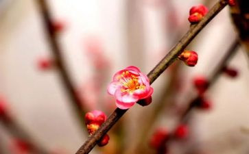 梅花传读后感8篇