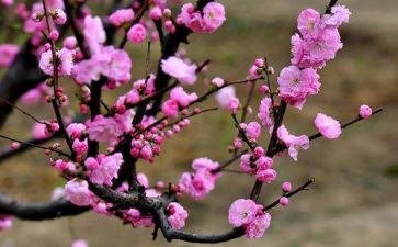赞梅花演讲稿7篇