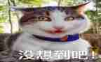 没想到我被骗了作文8篇
