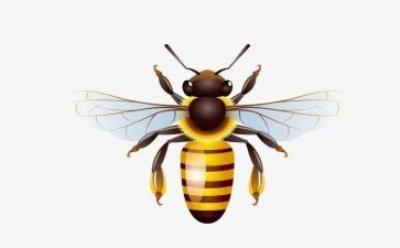 音乐课《小蜜蜂》教案7篇