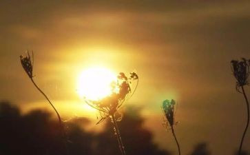 《战胜命运的孩子》读后感8篇