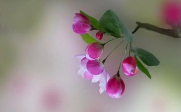 幼儿园足球嘉年华活动方案8篇