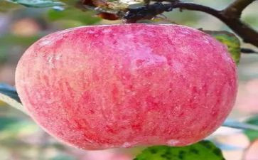 装苹果大班教案8篇