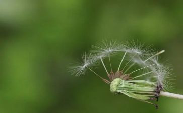 蒲公英的作文400字6篇