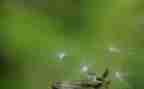 关于蒲公英的作文通用7篇