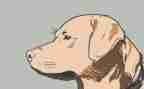 犬只管理自查报告最新5篇