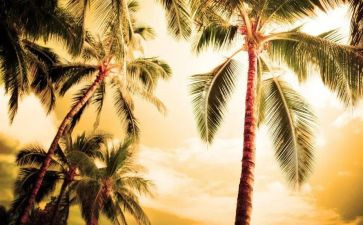 校园热环境调查报告通用5篇