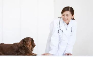 评中级兽医师的述职报告7篇