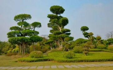 小学生植树节主题演讲稿6篇