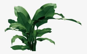 树的感觉读后感7篇