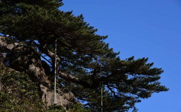 松鼠教案教案最新6篇