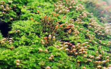 苔读后感50字参考5篇