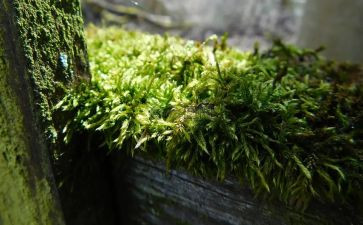 写青苔的作文5篇