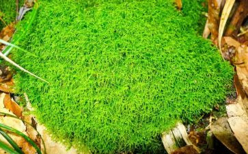 苔丝读后感范文6篇