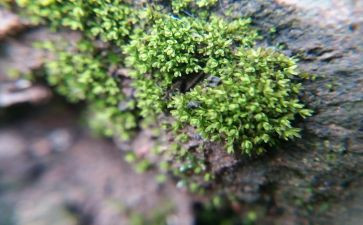 苔读后感50字优秀5篇
