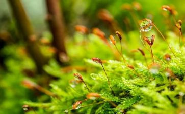 苔读后感50字最新6篇
