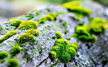 苔教师读后感优质5篇