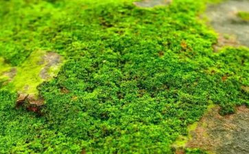 《苔》的读后感800字模板7篇
