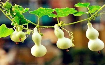 后葫芦步教案最新6篇