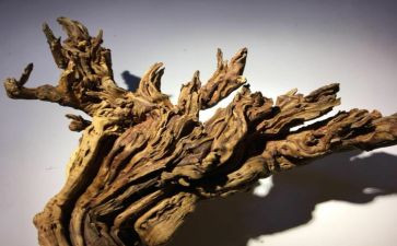 我的家我的根作文600字6篇