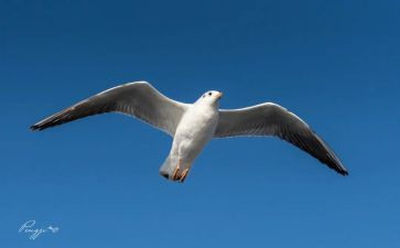 《假如我会飞》作文模板6篇