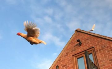 《假如我会飞》作文6篇