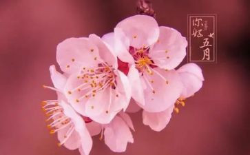 五月份的工作总结6篇