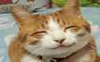 笑猫日记读后感500字通用5篇
