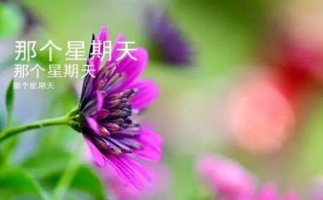 我的一个星期天的作文5篇