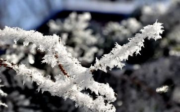 雪人读后感7篇