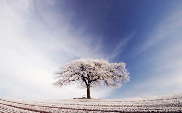 过雪原读后感模板7篇