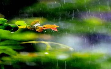 小说雷雨读后感8篇