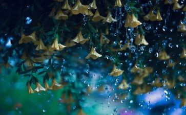 春天的雨教案通用5篇