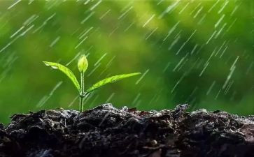 雨读后感600字参考8篇