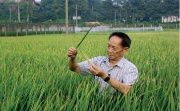 袁隆平的事迹7篇