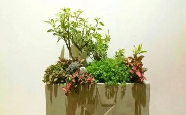 校园艺术节作文精选8篇