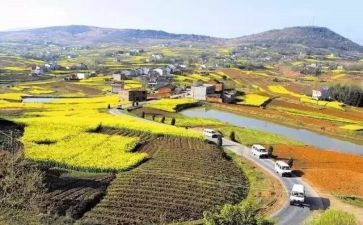 镇级乡村振兴调研报告8篇
