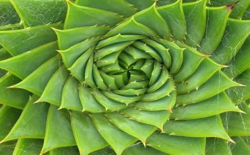 写植物的作文600字优秀作文7篇