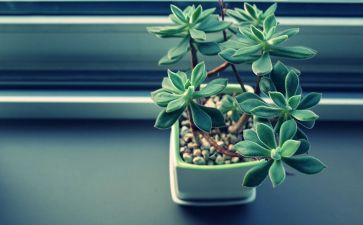 植物馆读后感6篇