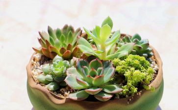 写植物的教案优秀7篇