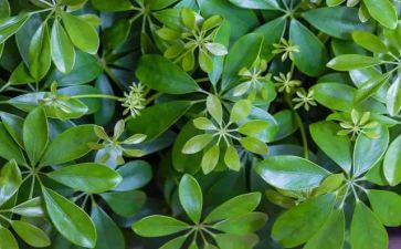 植物的调查报告7篇